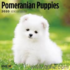In addition, they get along well with other breeds and animals. White Pomeranian Puppies Price In India Cuteanimals