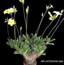 Image result for Pachypodium