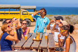 Learn how camel humps work and why they're not filled with water. Outback Camel Safari Los Cabos In Style