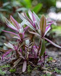 Very few plants show as much coloring as the tricolor oyster plant plant. Tradescantia Spathacea Tricolor Variegated Dwarf Oyster Plant Plantvine