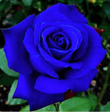 Blue Rose Beautiful Rose Flowers Flowers Purple Roses