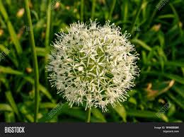 Large artificial green boxwood topiary balls outdoor garden hanging basket plant. White Green Ball Image Photo Free Trial Bigstock