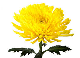 Image result for Criscianthus