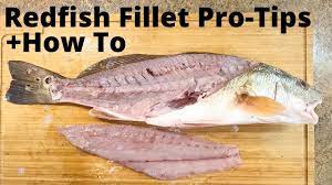 How to fillet a redfish. How To Fillet Redfish Perfect Pro Tip For Quick Easy Fillet Youtube