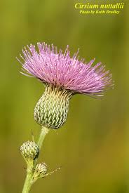 Image result for Cirsium