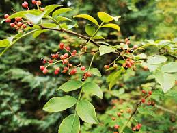 Image result for Zanthoxylum humile