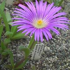 Image result for Delosperma tradescantioides