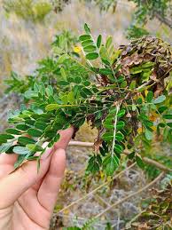 Image result for Solanecio sp.no.1