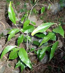 Image result for Streblus