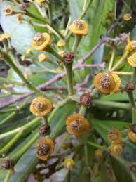 Image result for Begonia meyeri-johannis