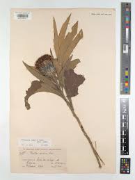 Image result for Pleiotaxis