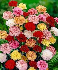 This Mixed Hardy Carnations Bare Roots Set Of Five Is Perfect Zulilyfinds Carnation Plants Bulb Flowers Carnations