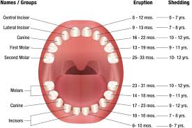 When Do Babies Start Teething And Other Baby Teething Answers Baby Teething Chart Baby Teeth Teething Signs Baby