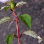 Image result for Heterotis decumbens