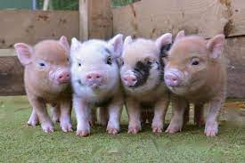 Keith connell imported the first miniature vietnamese potbellied pigs to the united states in 1986. Gallery For Micro Mini Pigs For Sale Pet Pigs Mini Pigs Mini Pigs For Sale