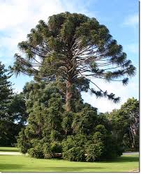 Suku bunga di atas suku bunga tertinggi mandiri tabungan. The Bunya Bunya Pine Araucaria Bidwillii