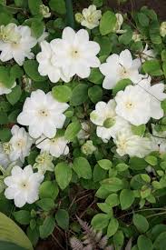 We did not find results for: The Impatient Gardener Clematis Flowering Vines Plants