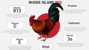 Goodness of Eating Chicken | ChickCoop™