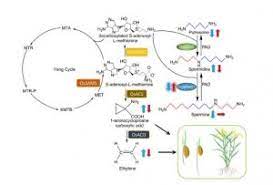 Increased uptake of spermidine has protective effects against cancer. Plantae The Spermine Synthase Osspms1 Regulates Seed Germination Grain Size And Yield Plant Physiol Plantae