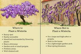 Planted it about foot or two away from studio at foot of garden. How To Plant Prune And Care For Wisterias Dengarden