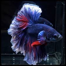 Pin On Beautiful Betta Fish