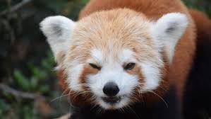Red pandas are cute and adorable animals. Photo Of Special Climbing Wall For Red Pandas Wins Award Israel21c
