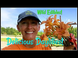 Delicious Daylilies! Yummy Wild Edibles For You!