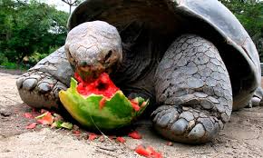 Resultado de imagen para tortuga