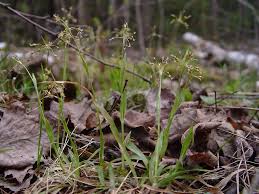 Image result for Uvaria acuminata