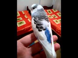 Kanat Titremesi Youtube
