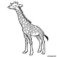 Apprenez comment dessiner une girafe facilement grâce à ce tutoriel complet étape par étape qui décompose chaque partie du corps de l'animal pour un résultat fidèle et réaliste. Coloriage Girafe Jecolorie Com