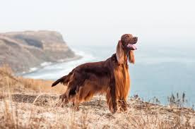 English setter irish setter poodle mix. Irish Setter Dog Breed Information Fun Facts And Faq S 2021 Edition
