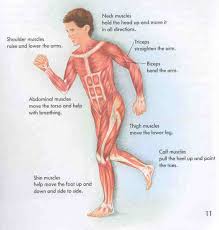 A simple study of the muscles making up the torso from different angles. Muscle Facts For Kids