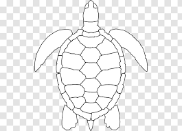 Green Sea Turtle Drawing Clip Art Area Outline Transparent Png Choose from 880+ turtle graphic resources and download in the form of png, eps, ai or psd. green sea turtle drawing clip art