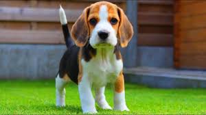 Beagle Kopeklerin Ozellikleri Ve Bakimi Beagle Yavrusu