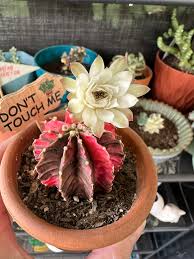 Image result for Triumfetta dekindtiana