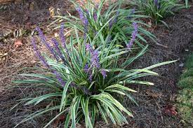 Do you need pricing information both. Aztec Grass Walter Reeves The Georgia Gardener