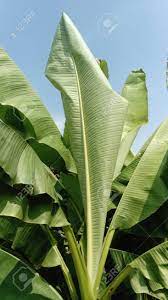 Maybe you would like to learn more about one of these? Tall Plant Banana Tree With Wide Green Leaves Against A Blue Stock Photo Picture And Royalty Free Image Image 131682927