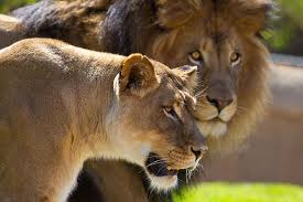 Image result for images of lion animal