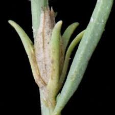 Image result for Aptosimum lugardiae