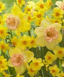 Pin On Large Cupped Narcissi