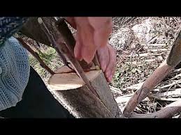 Youtube Bitki Bahcecilik Bahce