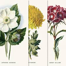 Free Printable Vintage Flower Illustration Floral Illustrations Vintage Art Prints Vintage Flower Prints