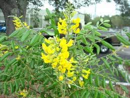 Image result for Sophora tomentosa