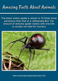 The female spider hangs upside down from her web as she waits for her prey. Amazing Facts About Animals Fun Facts About Animals Fun Facts Black Widow Spider