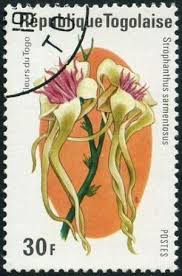 Image result for Strophanthus sarmentosus