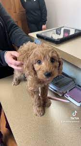 Maybe you would like to learn more about one of these? Molitor Pet Clinic Taurus Playing With Jack S Tail Facebook