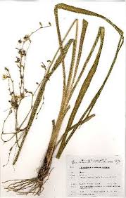 Image result for Chlorophytum macrosporum