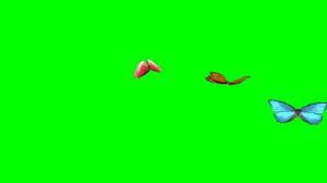 Best Animated Butterflies Flying Butterflies Green Screen Hd Greenscreen Green Screen Video Backgrounds Green Screen Backgrounds