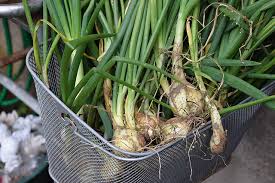 Daun bawang ni memang dikira pelengkap selera lah kalau pada yang minat tu. Cara Menanam Daun Bawang Di Pot Yang Benar Agar Cepat Panen